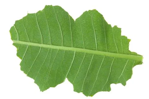 Back side of green broken leaf of summer wild plant isolated macro Back si... Stock Photos