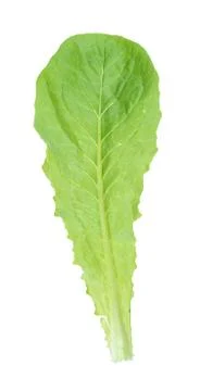 Back side of green leaf of cos lettuce cutout Stock Photos