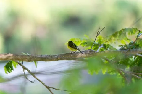 Back side of grey-headed tody-flycatcher on branch Stock Photos