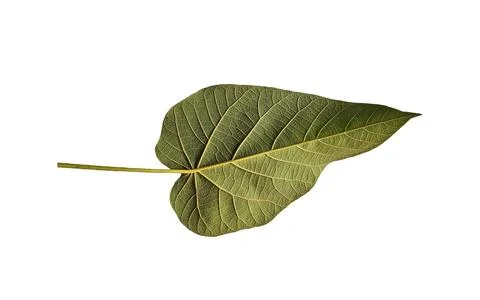 Back side of a heart shaped leaf of Paulownia isolated on white background Stock Photos