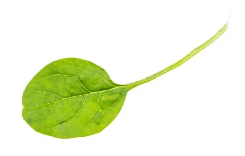 Back side of leaf of fresh green spinach herb Stock Photos