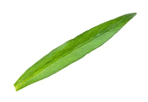 Back side of leaf of fresh tarragon (estragon) Stock Photos