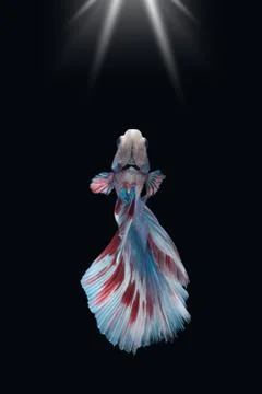 Back side low angle view of Blue halfmoon betta fish siamese marble grizzle Foto stock