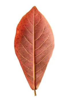 Back side malabar leaf isolated on white background Stock Photos