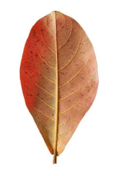 Back side malabar leaf isolated on white background Stock Photos