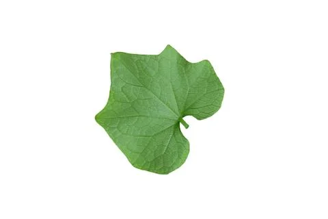 Back side of melothria pendula / creeping cucumber leaf Stock Photos