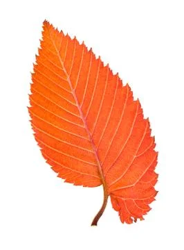 Back side of orange and red leaf of elm tree Stock Photos