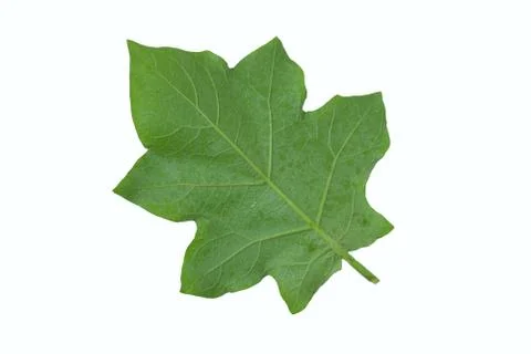 Back side of pea eggplant leaf isolated on white background Foto stock