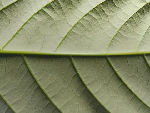 Back Side Rambutan Leaf Vein Pattern Macro Stock Photos