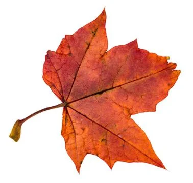Back side of red autumn leaf of maple tree Foto stock