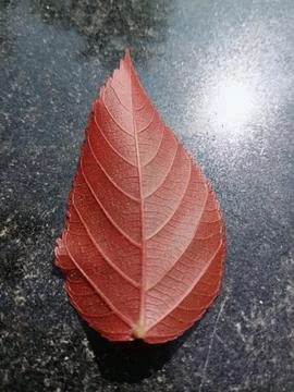 Back side of a red leaf showing veins Stock Photos