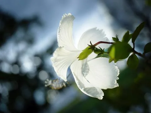 Back side of single White Hibiscus flower, Hawaiian hibiscus in backlit lig.. Stock Photos