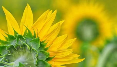 Back side of sun flower Stock Photos