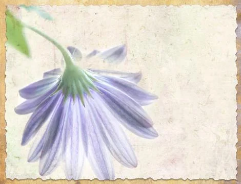 Back side view of blue gerber daisy flower.  Close up with copy space. Mother Stock Photos