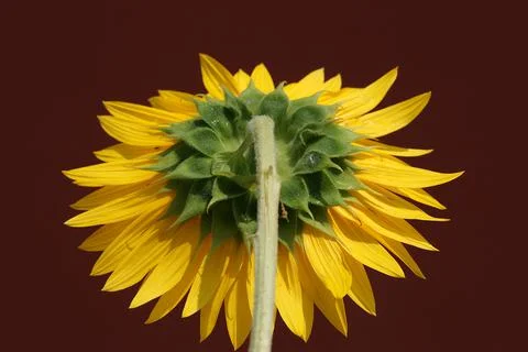 Back Side View of Large Sunflower Isolated on Blurred Background Stock Photos