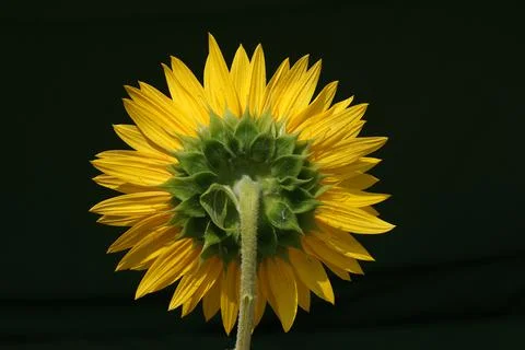 Back Side View of Large Sunflower Isolated on Blurred Background Stock Photos