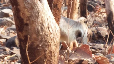 Back side view of monkey walking slowly in the forest Video stock 237088578