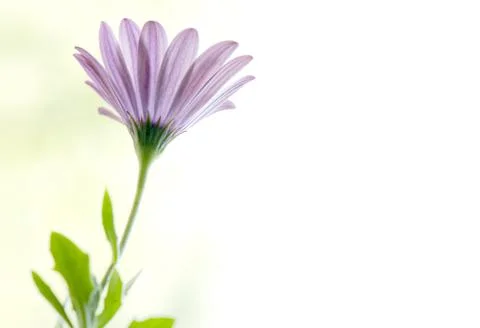 Back side view of purple gerber daisy flower.  Close up with copy space. Moth Stock Photos