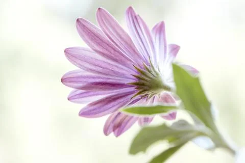 Back side view of purple gerber daisy flower.  Close up with copy space. Moth Stock Photos