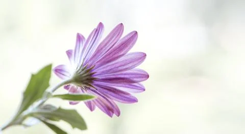 Back side view of purple gerber daisy flower.  Close up with copy space. Moth Foto stock