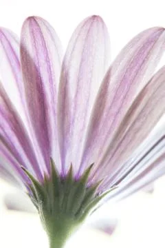 Back side view of purple gerber daisy flower.  Close up with copy space. Moth Stock Photos