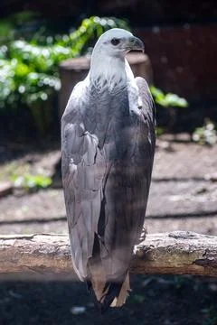 Back side view of white-bellied sea eagle (Icthyophaga leucogaster) Stock Photos