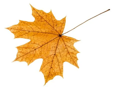 Back side of yellow autumn leaf of maple tree Stock Photos