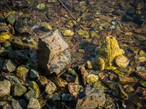 Back side of yellow frog in river Stock Photos
