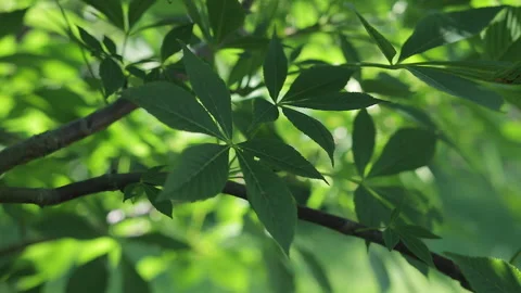 Back sliding movement in leaves shrub Stock Footage 130862711
