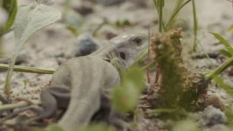 Back of small lizard looks out the victim on the ground in the forest Video stock 158542671