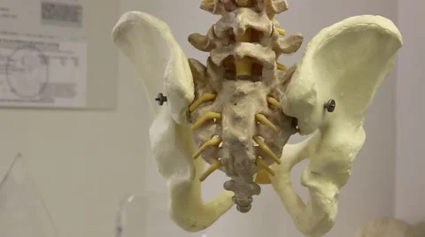 Back Spine Model  스톡 동영상 58365048