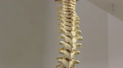 Back Spine Model  스톡 동영상 58367772