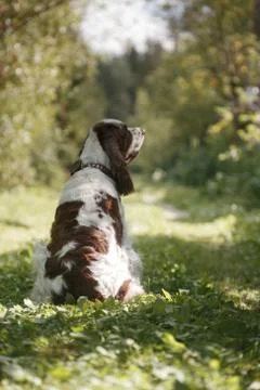The back of a Springer Spaniel Stock Photos