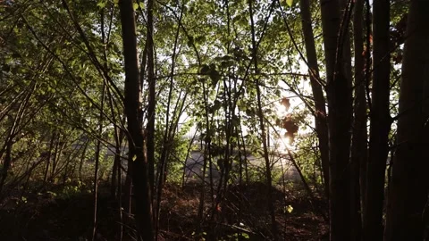 Back sun in among the trees Stock-Footage 222104507