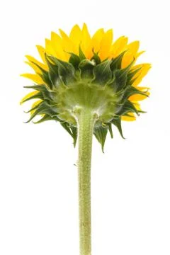 Back of sun flower Stock Photos