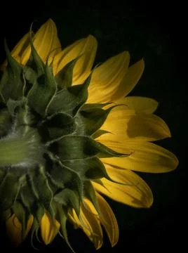 The back of a sunflower blossom Stock-Fotos