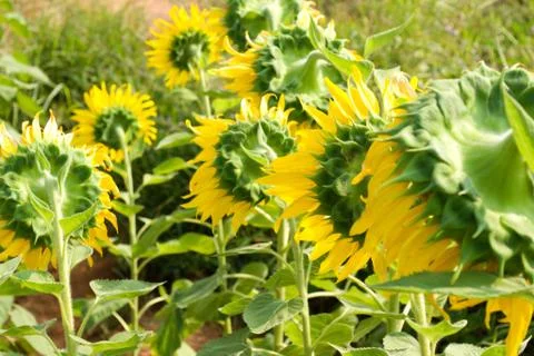 Back sunflower blossoming Stock Photos
