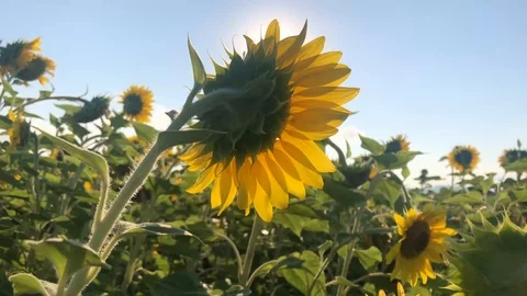 Back of the sunflower Stock Footage 112988285