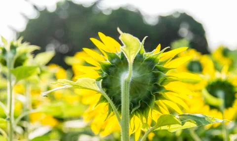 Back of sunflower in the garden2 Stock Photos