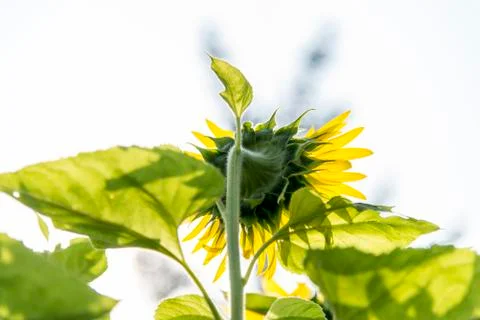 Back of sunflower in the garden3 Stock Photos