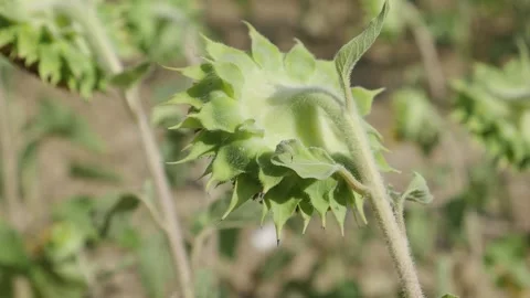 Back of a sunflower moving slowly by the wind. Sunflowers field Stock Footage 136242549