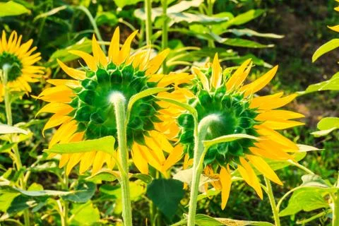 Back of sunflower Stock Photos