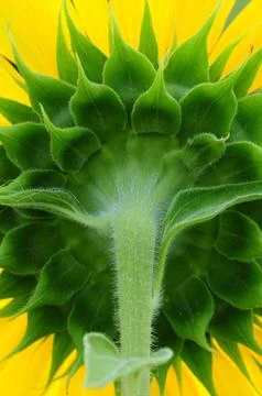 Back of sunflower Stock Photos