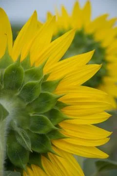 Back of sunflower Stock Photos