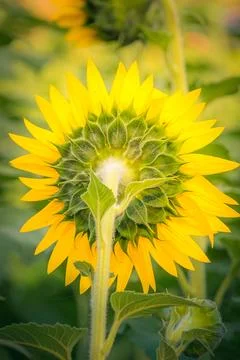 Back of Sunflower Stock Photos