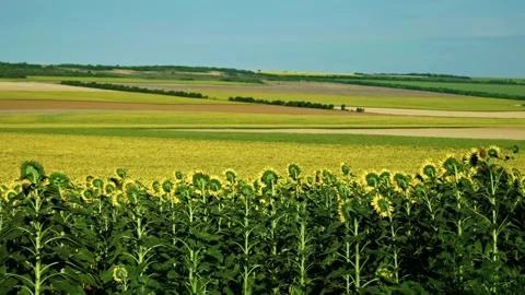 Back of sunflowers facing distant agricultural fields 1 Vidéo 339778814