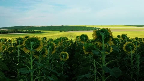 Back of sunflowers facing distant agricultural fields 2 Stock Footage 339778833