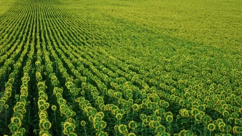 Back of sunflowers facing distant agricultural fields 3 库存影片 339778948