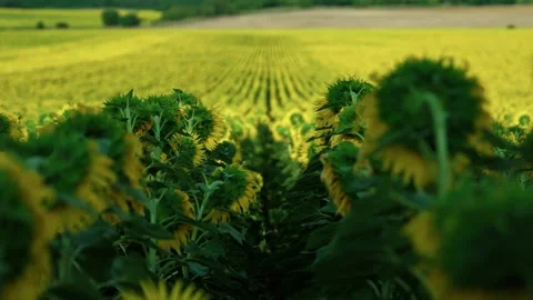 Back of sunflowers facing distant agricultural fields 4 Stock Footage 339778995