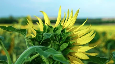 Back of sunflowers facing distant agricultural fields 5 Stockbeeldmateriaal 339779144